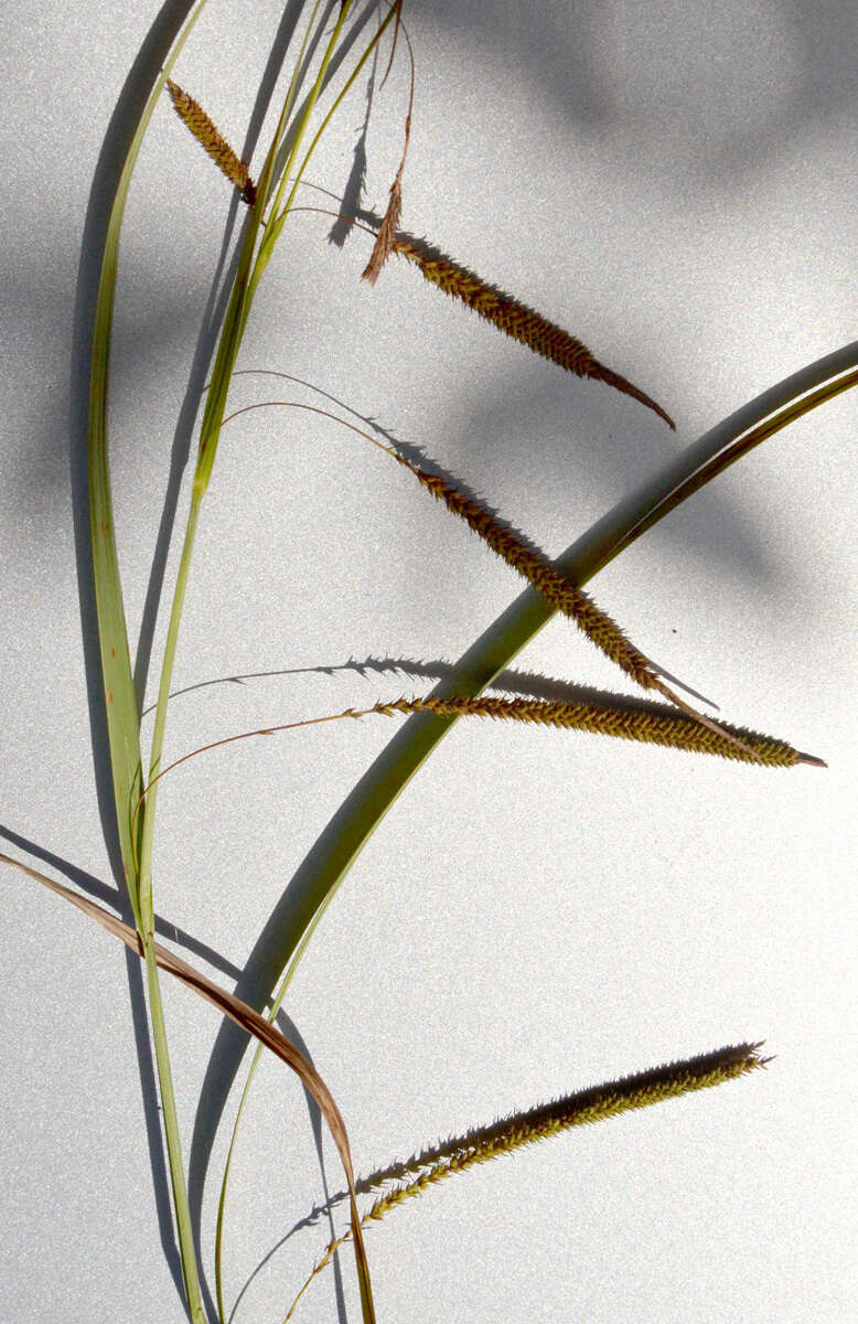 Image of Sitka sedge