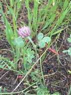 Image of rose clover