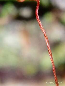 Image of Rhizogonium