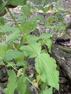 Image of Blue Ridge catchfly