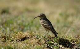 Image of Slender-billed Miner