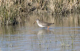 Image of Common Redshank