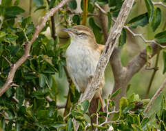 Image of Sulphur-bearded Reedhaunter