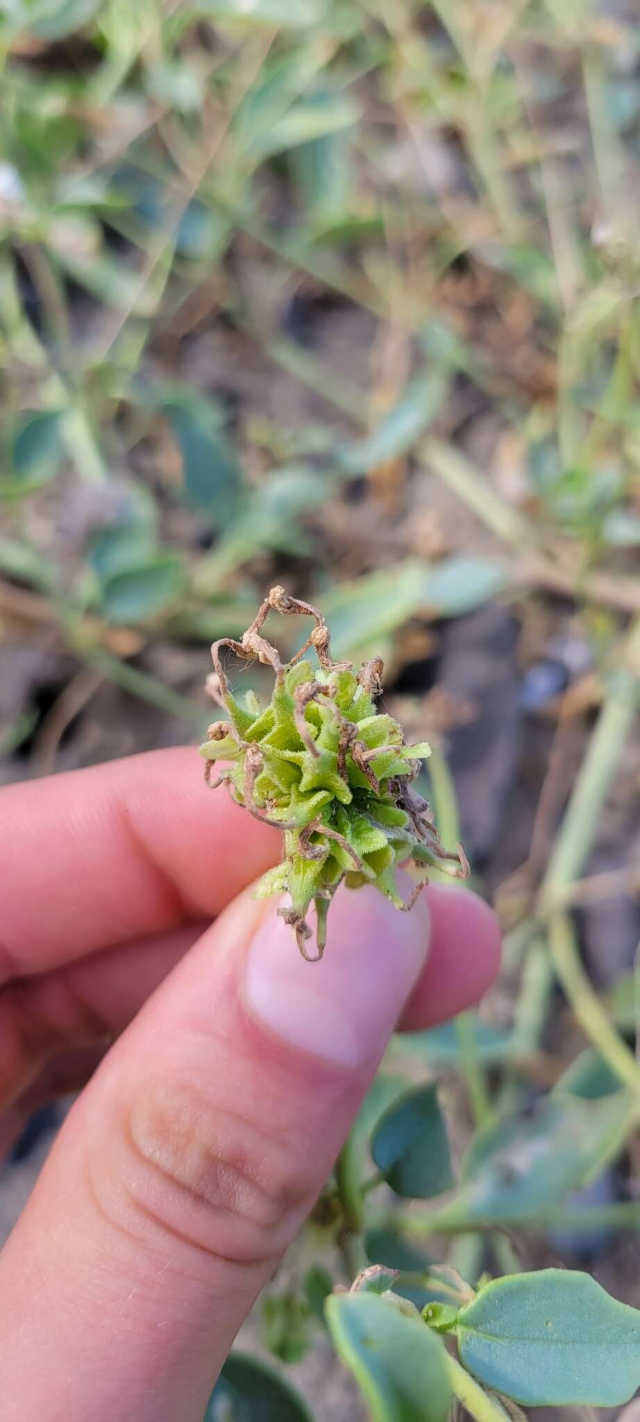 Image of white sand verbena