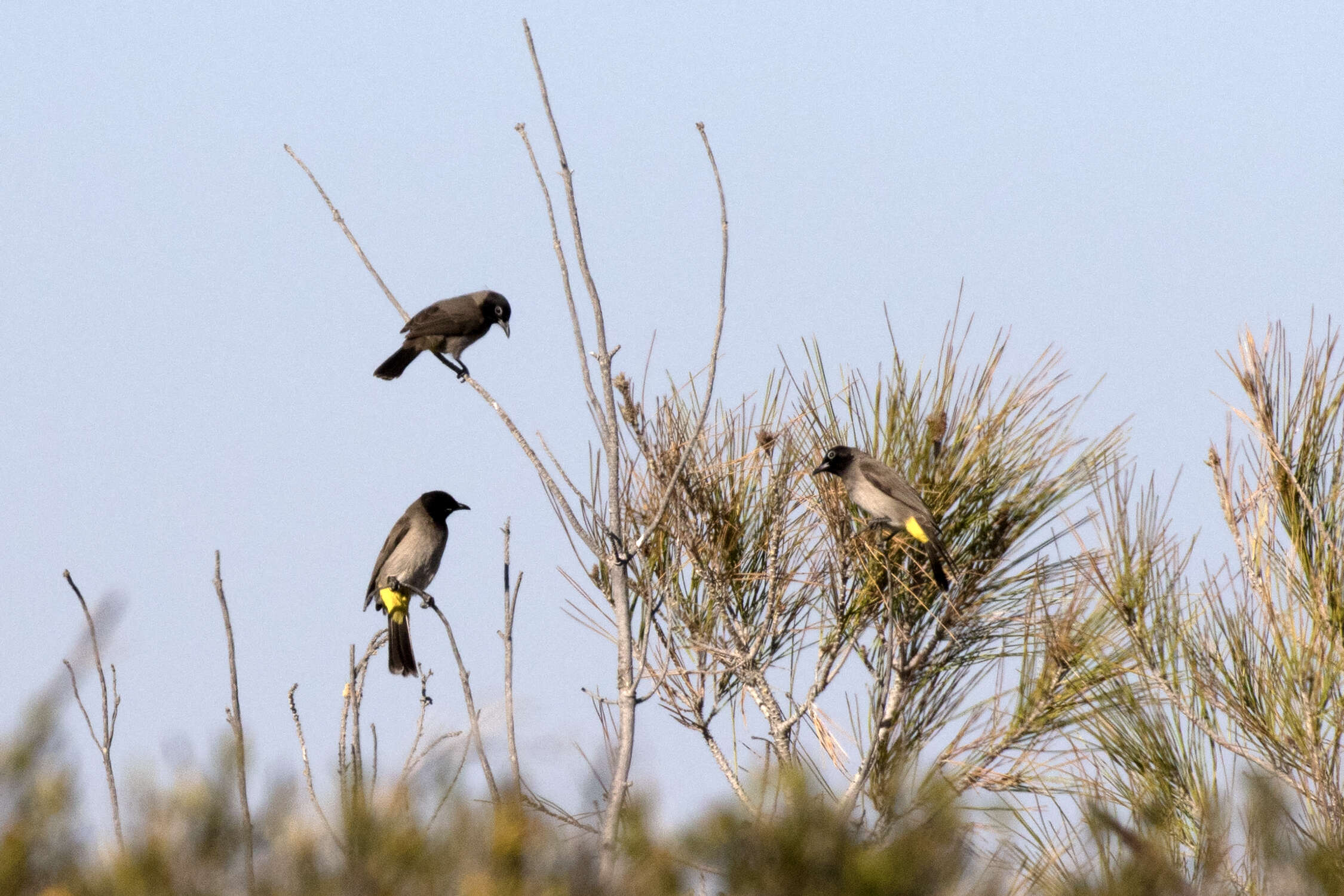 Image of White-eyed Bulbul