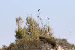 Image of White-eyed Bulbul