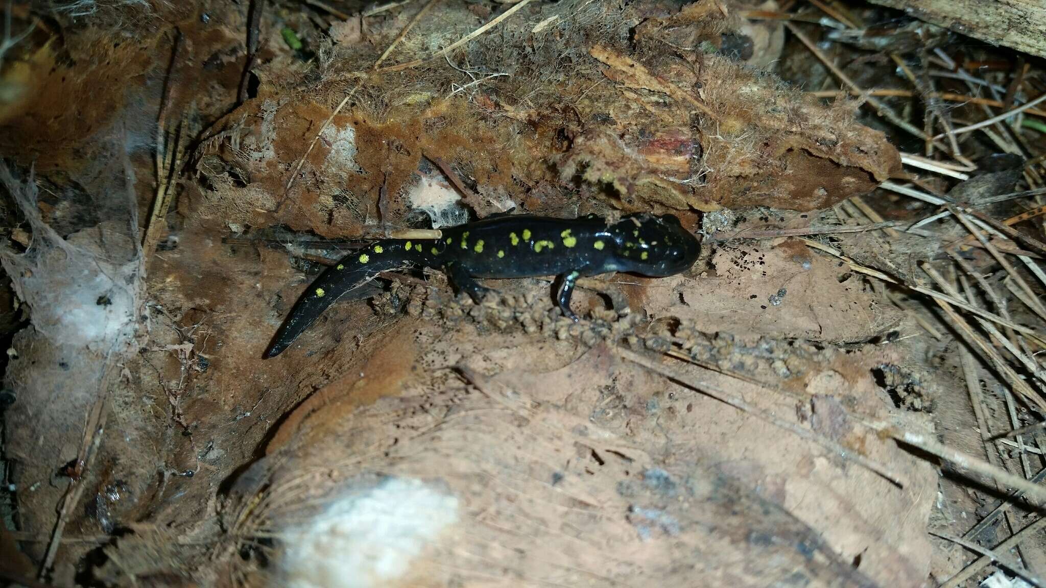 Слика од Ambystoma maculatum (Shaw 1802)