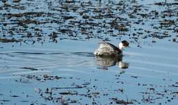 Image of grebes