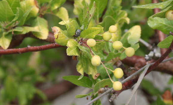 Image of Bursera epinnata (Rose) Engl.