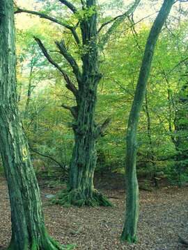 Image of European hornbeam