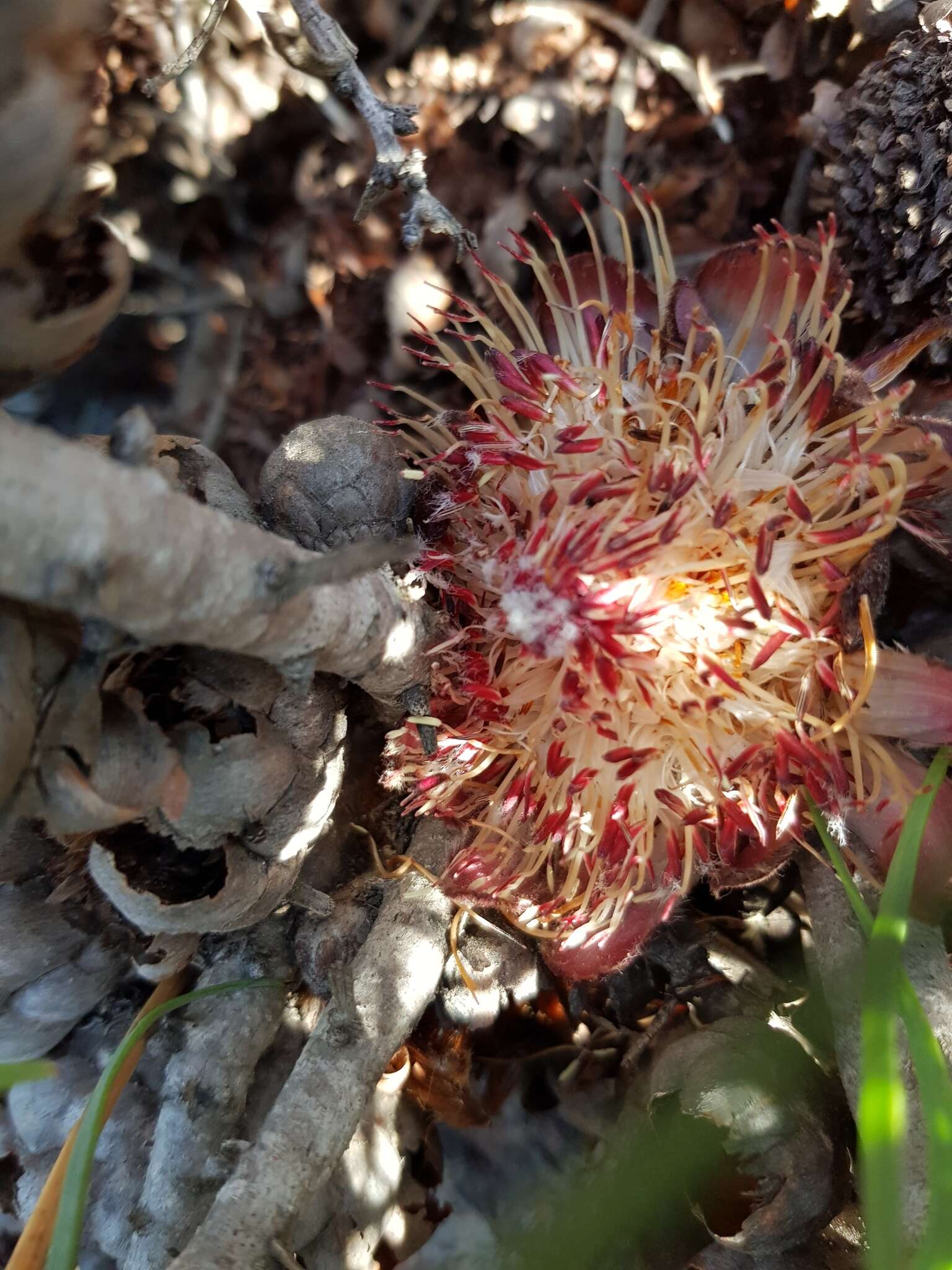 Image of Patent-leaf protea