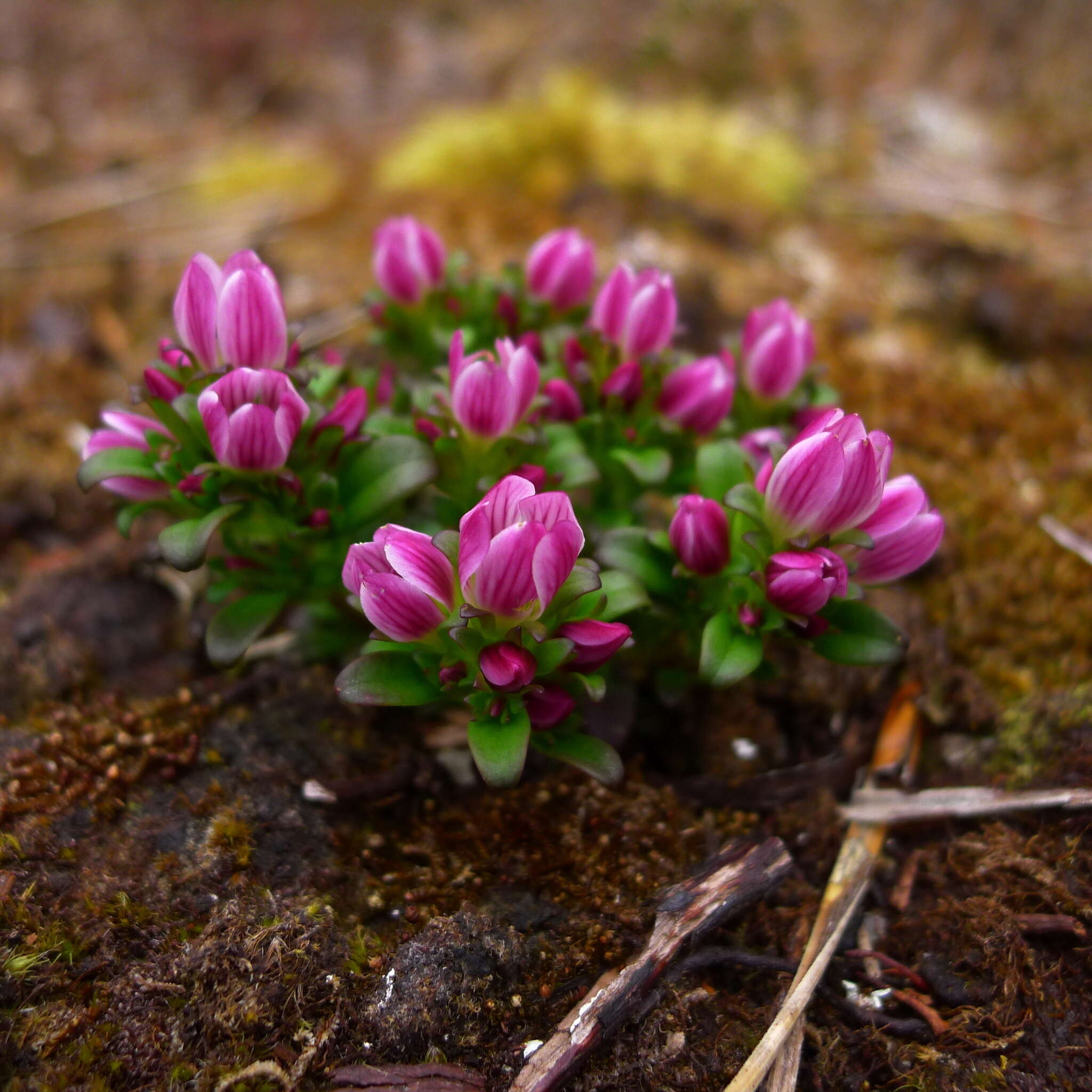 Imagem de Gentianella concinna (Hook. fil.) T. N. Ho & S. W. Liu