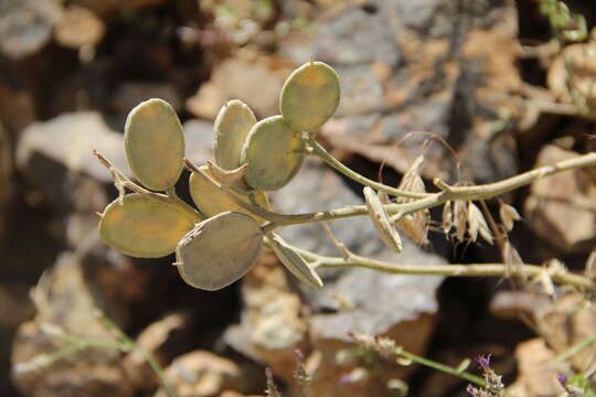 Imagem de Fibigia macrocarpa (Boiss.) Boiss.