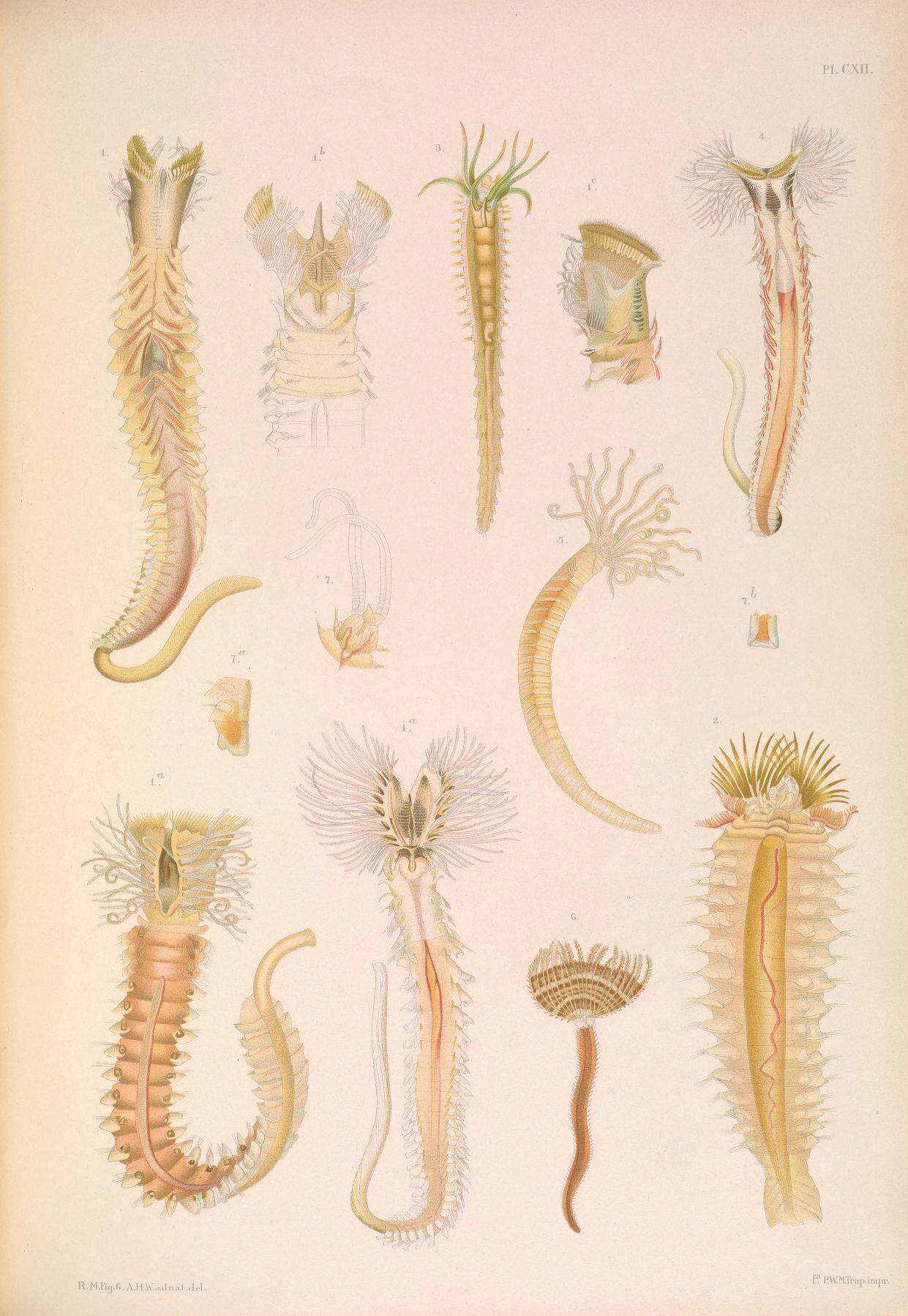 Plancia ëd Sabellaria alveolata (Linnaeus 1767)