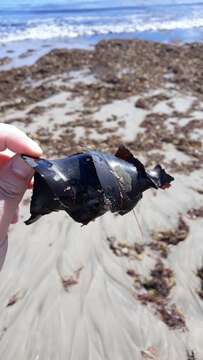 Image of Bullhead Shark