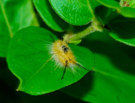 Image of Yellow-based Tussock Moth
