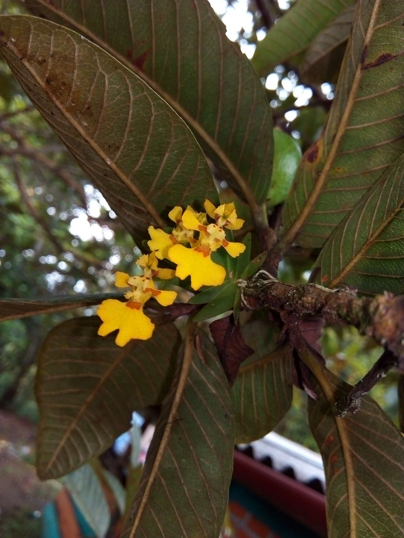 Image of Erycina glossomystax (Rchb. fil.) N. H. Williams & M. W. Chase