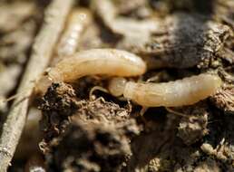 Image of Reticulitermes urbis Bagnères, Uva & Clément 2003