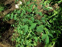 Image of Thalictrum aquilegiifolium