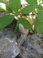 Image of West indian bulimulus