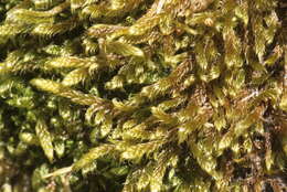 Image of hypnum moss