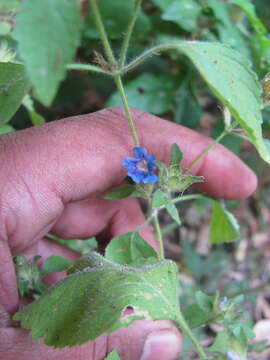 Image of Strobilanthes pavala (Roxb.) J. R. I. Wood