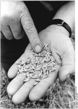 Image of common barley