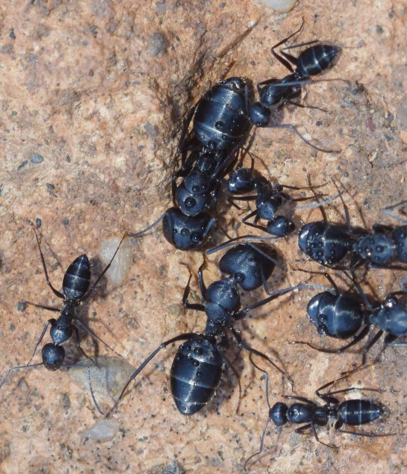 Plancia ëd <i>Camponotus amaurus</i>