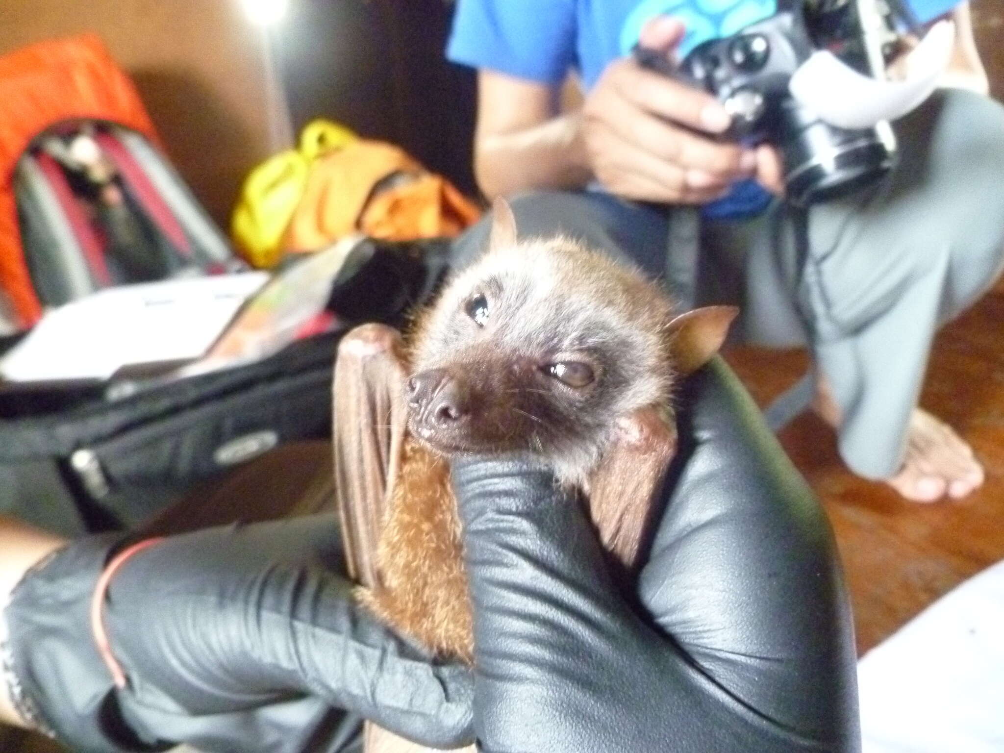 Image of Little Golden-mantled Flying Fox