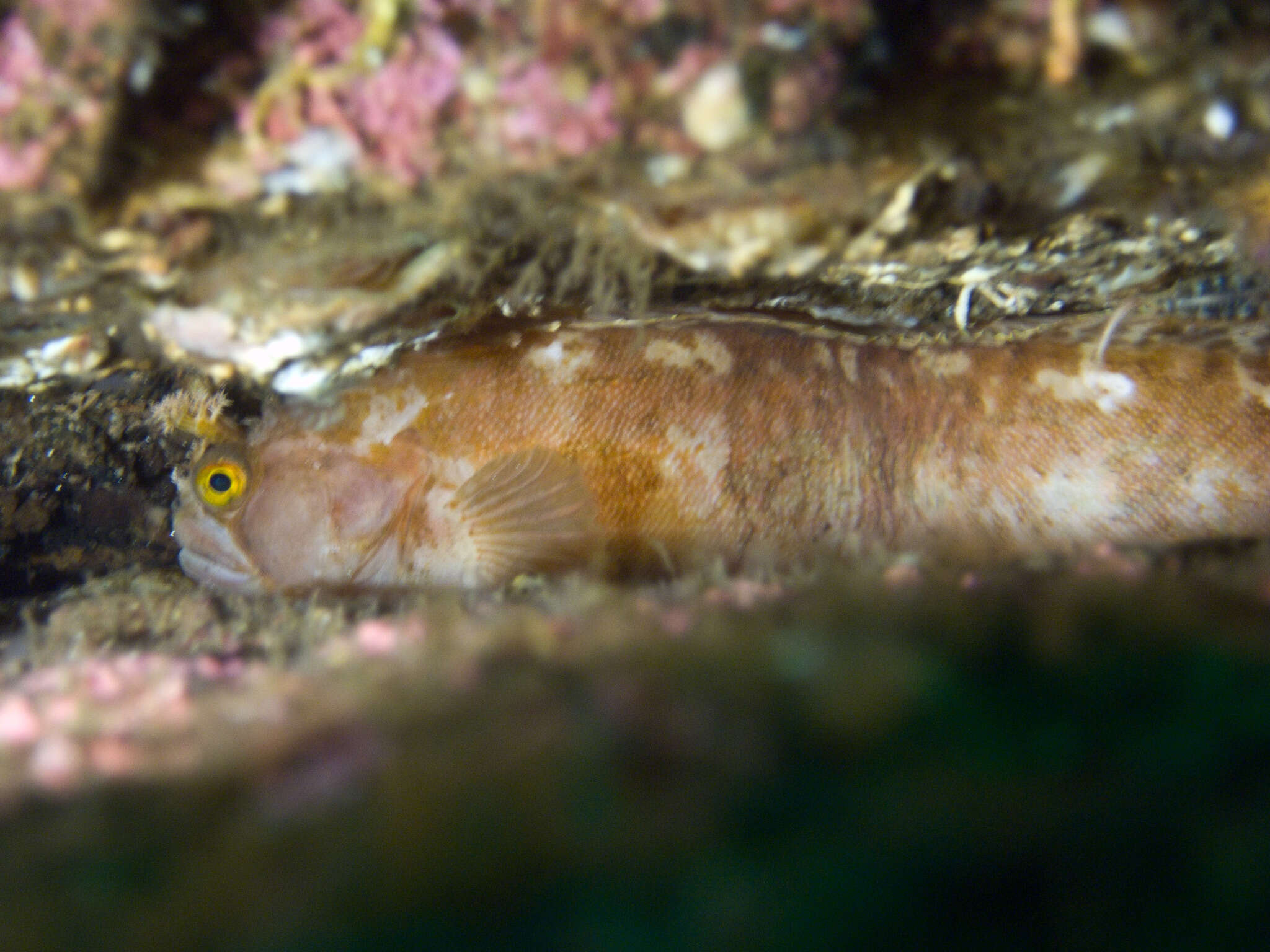 Image of Atlantic warbonnet