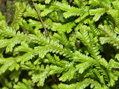 Image of Selaginella remotifolia Spring