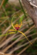 Image of Swamp spider orchid