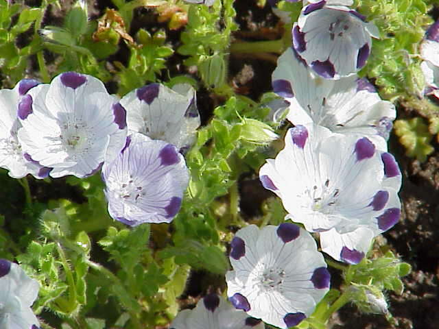 Imagem de Nemophila maculata Benth. ex Lindl.