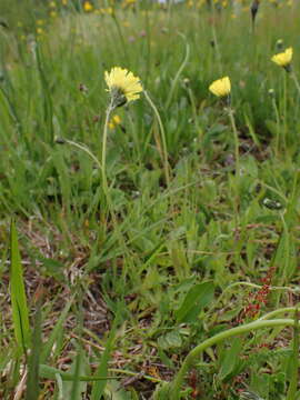 Image of Pilosella lactucella (Wallr.) P. D. Sell & C. West