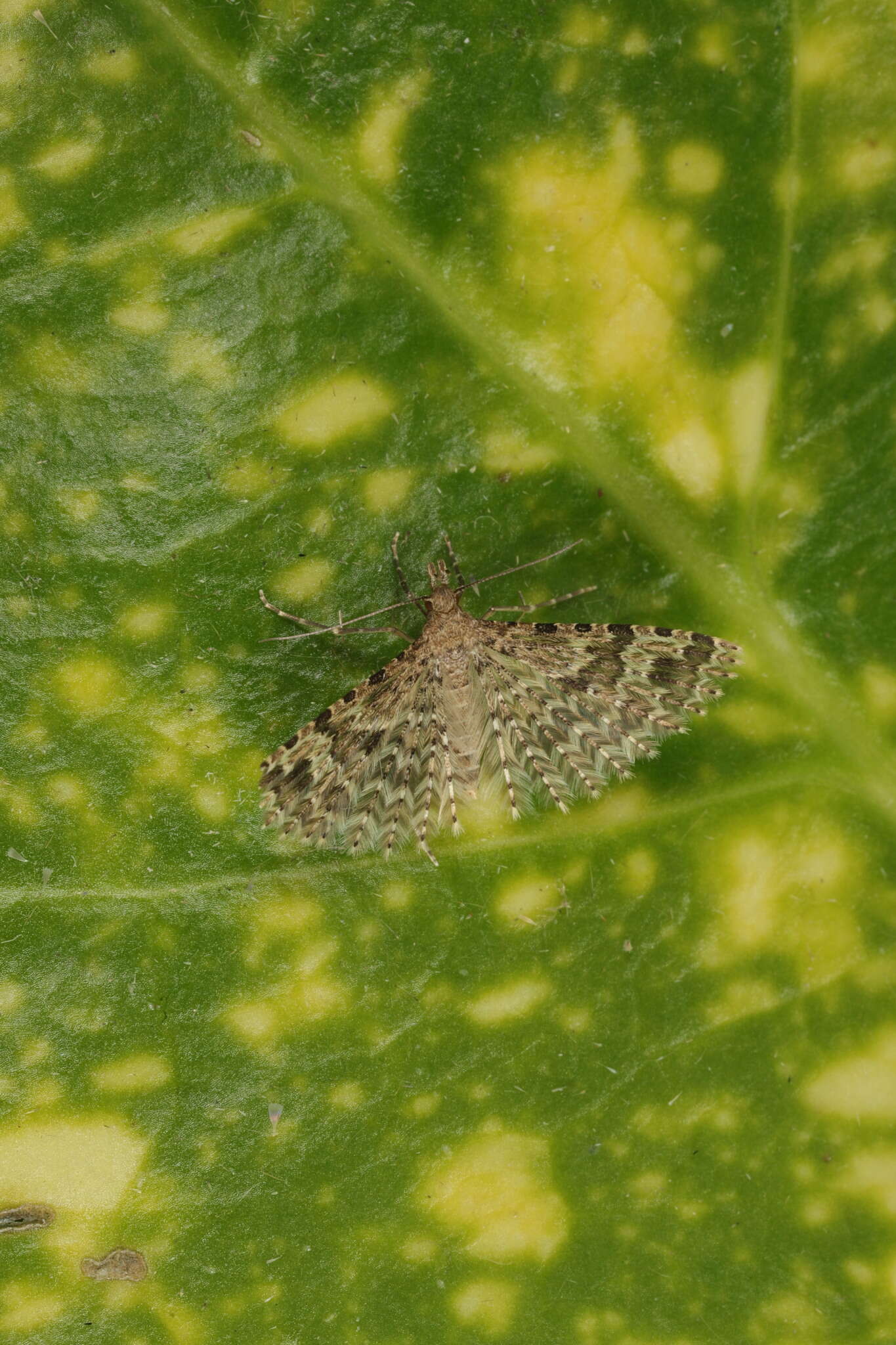 Image of twenty-plume moth