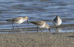 Image of Dunlin