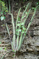 Image of Cleistocactus candelilla Cárdenas