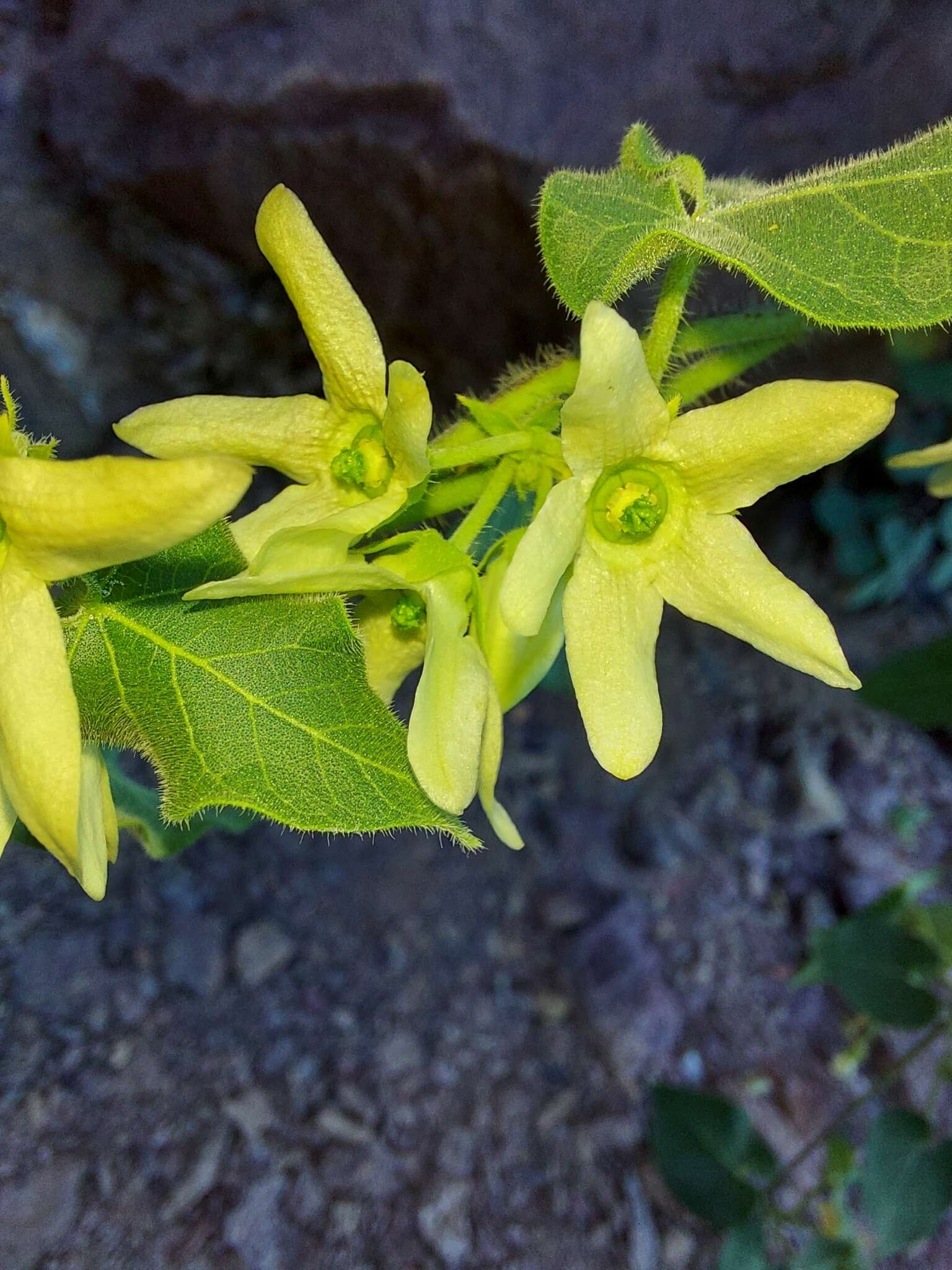 Image of Sonoran milkvine