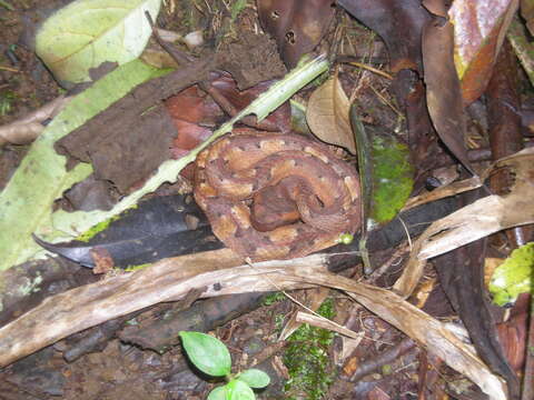 Image of Hognosed Pit Viper