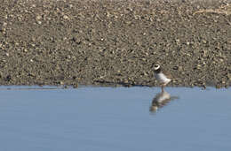 Image of ringed plover, common ringed plover