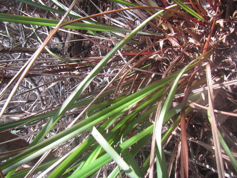 Image of Dianella latissima Heenan & de Lange