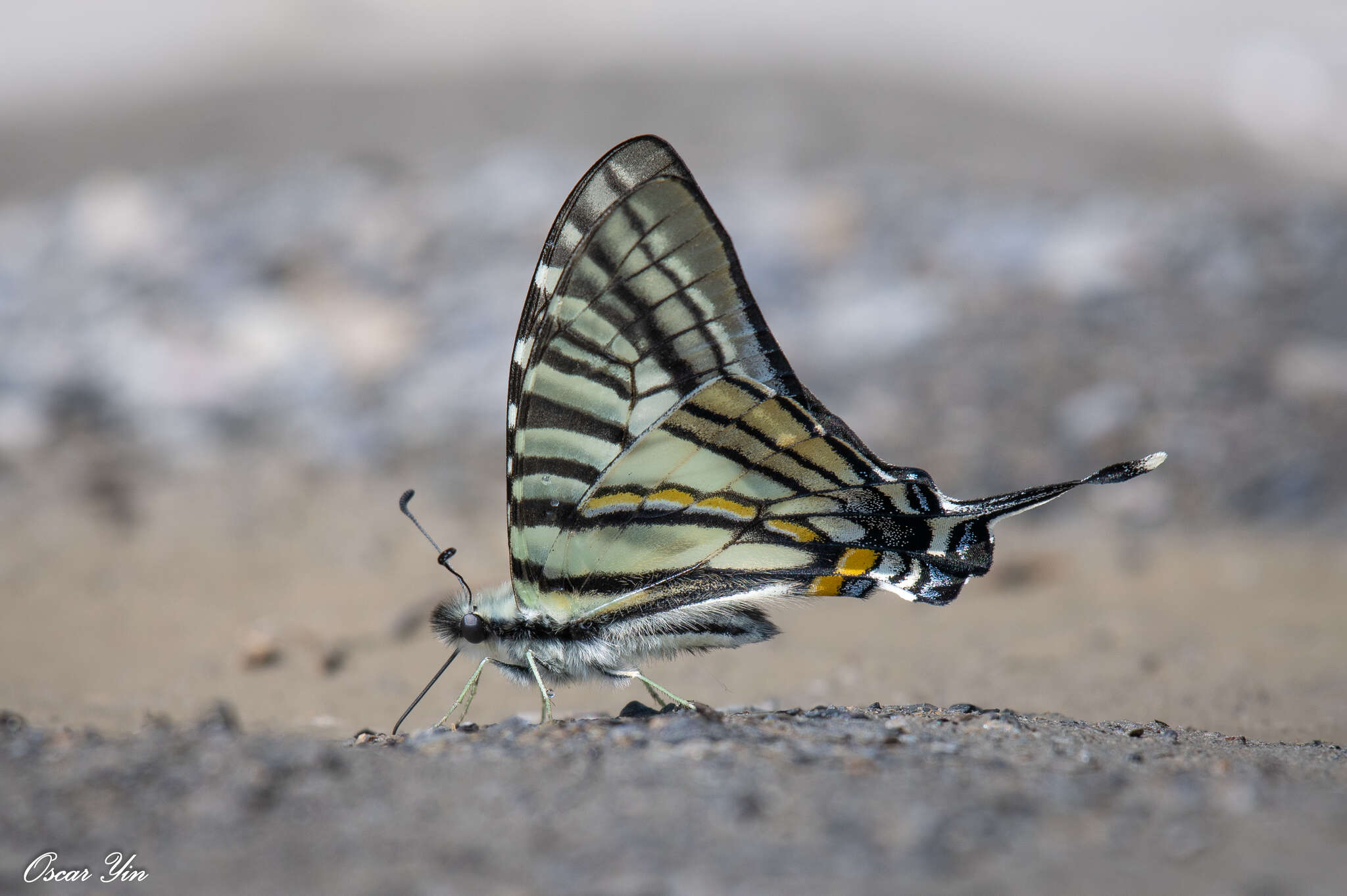 Image of <i>Graphium eurous asakurae</i>