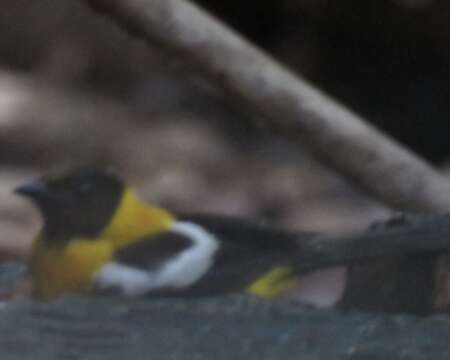 Image of White-winged Shrike-Tanager