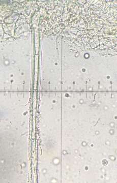 Image de Trichobolus zukalii (Heimerl) Kimbr. 1967