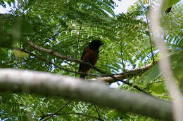 Image of Chestnut-bellied Monarch