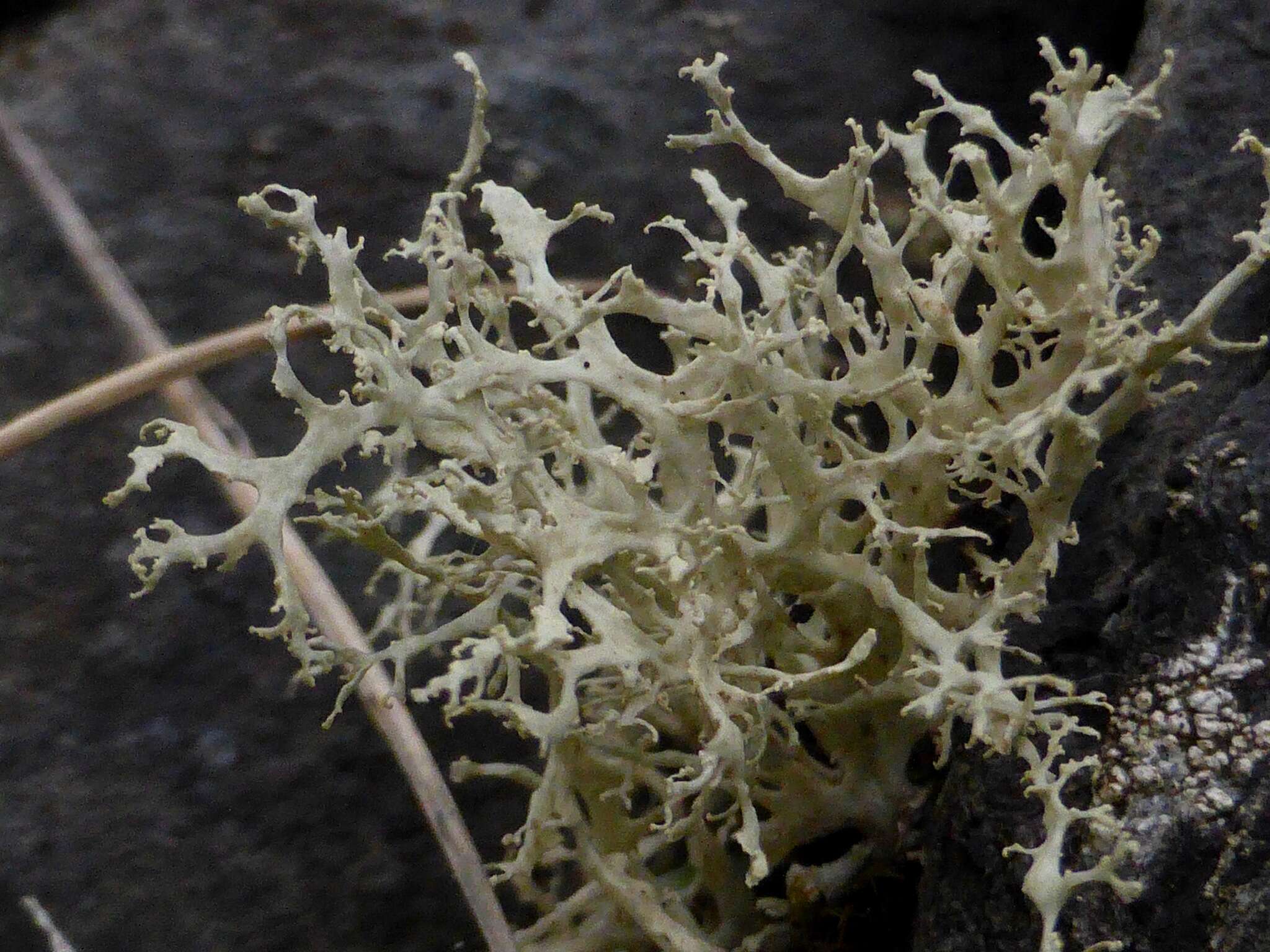 Image of <i>Ramalina scoparia</i> Vain.