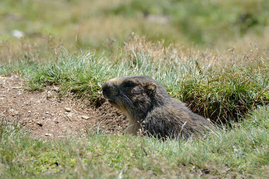 Image of Alpine Marmot