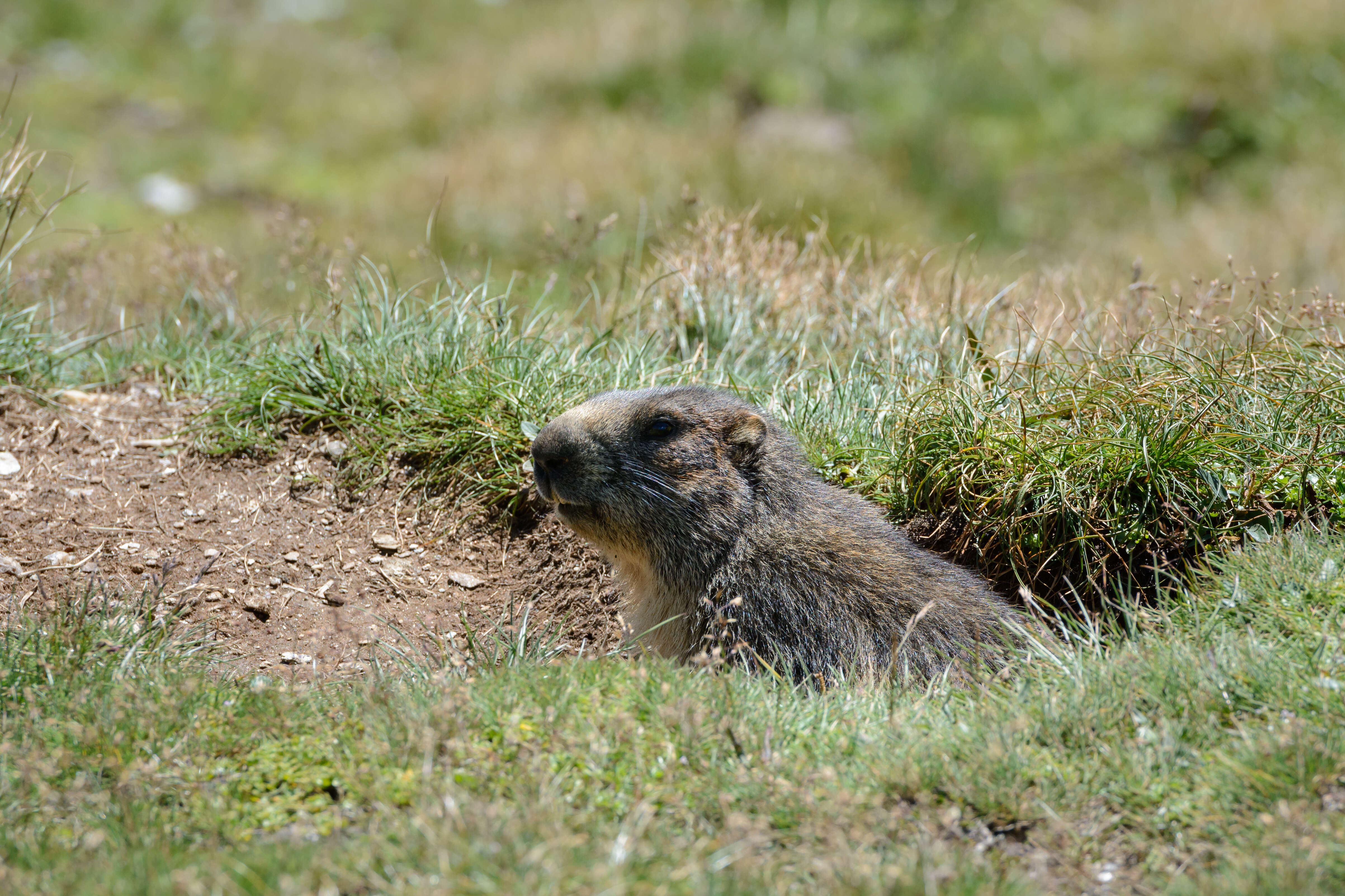 Imagem de Marmota marmota (Linnaeus 1758)