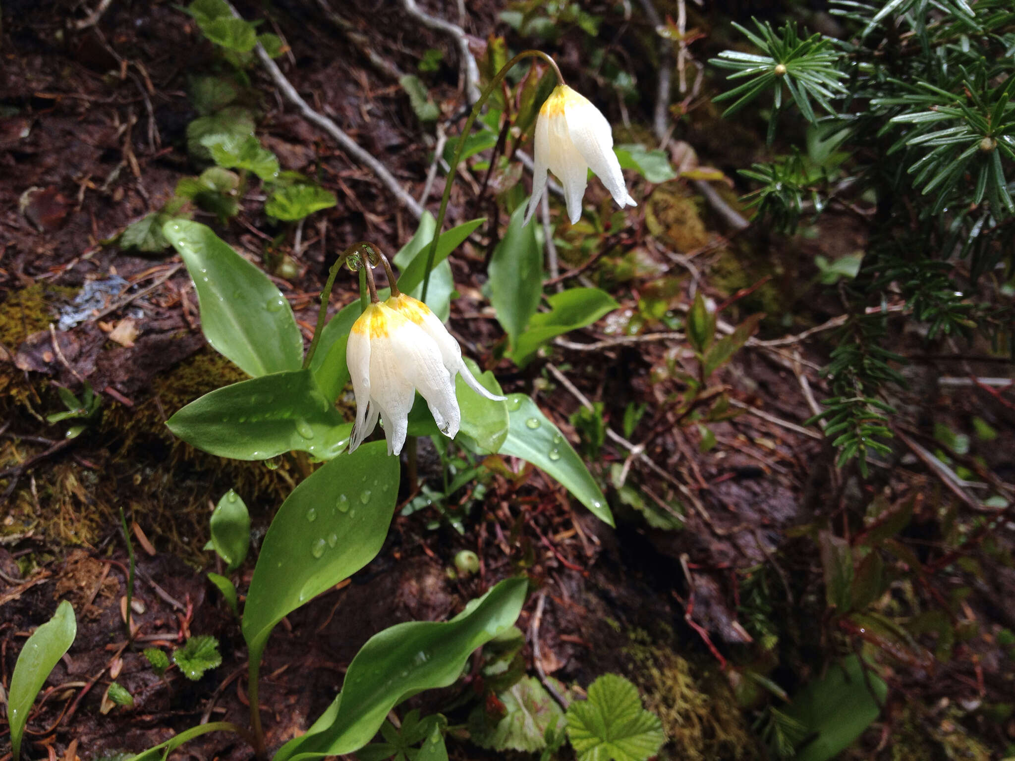 Imagem de Erythronium montanum S. Watson