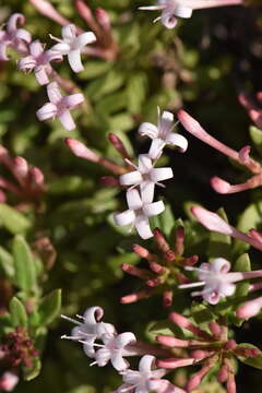 Image of Plocama calabrica (L. fil.) M. Backlund & Thulin